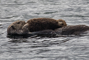 Southern Sea Otters, mom and pup, photo by Daniel Bianchetta