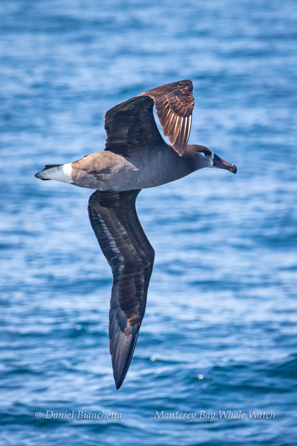 Black footed Albatross photo by Daniel Bianchetta