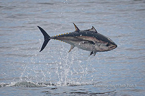 Bluefin Tuna breaching photo by Daniel Bianchetta