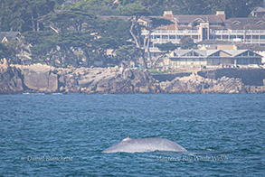 Blue Whale near Pacific Grove photo by Daniel Bianchetta