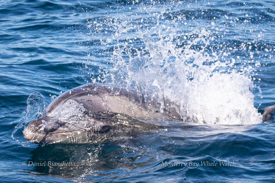 Bottlenose Dolphin photo by Daniel Bianchetta