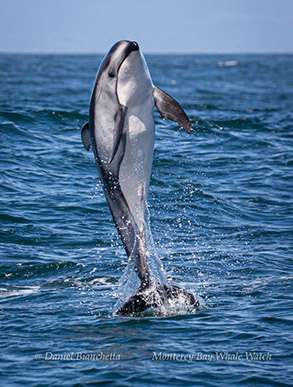 Breaching Pacific White-sided Dolphin photo by Daniel Bianchetta