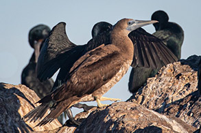 Brown Booby with Brandt's Cormorants, photo by Daniel Bianchetta