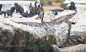 Brown Pelican and Brandt's Cormorants photo by Daniel Bianchetta