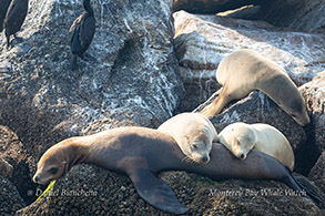 California Sea Lions photo by Daniel Bianchetta