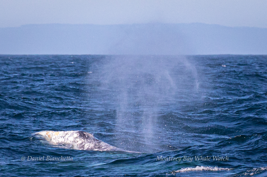 Gray Whale blow photo by Daniel Bianchetta
