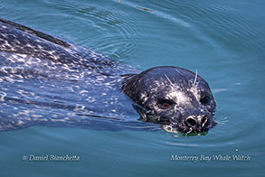 Harbor Seal photo by Daniel Bianchetta