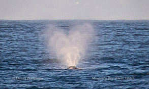 Heart-shaped Gray Whale blow, photo by Daniel Bianchetta