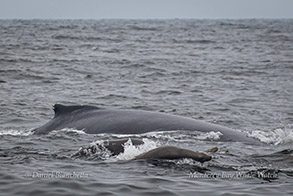 Humpback Whale and California Sea Lions photo by Daniel Bianchetta