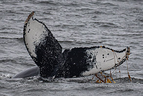 Humpback Whale kelping- playing with kelp photo by Daniel Bianchetta