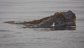 Humpback Whale kelping photo by Daniel Bianchetta