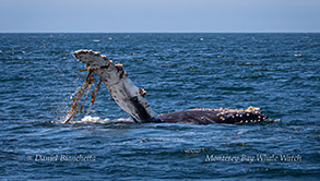 Humpback Whale kelping (playing with kelp) photo by Daniel Bianchetta
