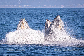 Humpback Whales lunge-feeding with Anchovies flying photo by Daniel Bianchetta