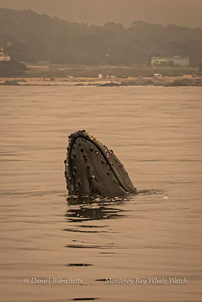 Humpback Whale spyhopping photo by Daniel Bianchetta