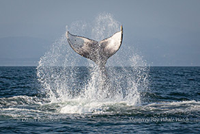 Humpback Whale tail throw photo by Daniel Bianchetta