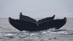 Two Humpback Whale tails photo by Daniel Bianchetta