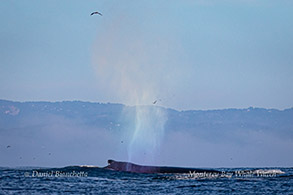 Humpback Whale with rain-blow photo by Daniel Bianchetta