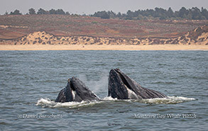Humpback Whales lunge-feeding photo by Daniel Bianchetta