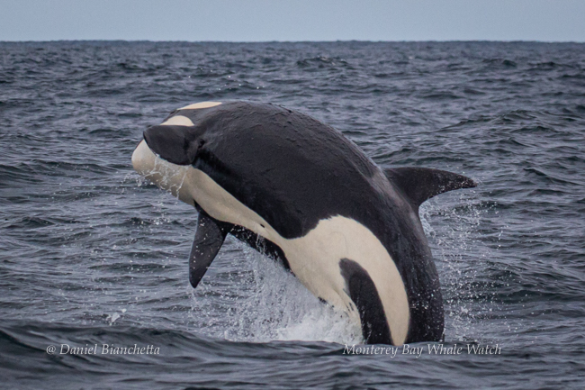 Killer Whale breaching  photo by Daniel Bianchetta