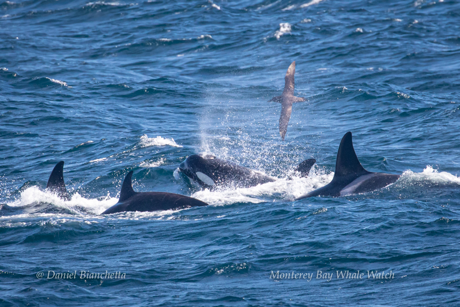 Killer Whales with a Black-footed Albatross photo by Daniel Bianchetta