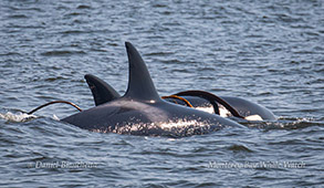 Killer Whales kelping photo by Daniel Bianchetta