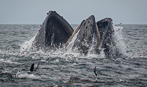 Lunge-feeding Humpback Whales and Anchovies photo by Daniel Bianchetta