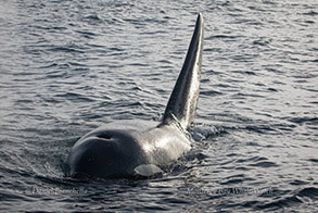 Male Killer Whale, photo by Daniel Bianchetta