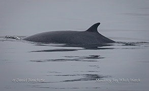 Minke Whale photo by Daniel Bianchetta