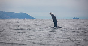 Pec slapping Humpback Whale photo by Daniel Bianchetta