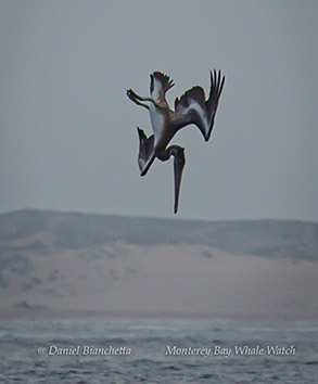 Brown Pelican plunge diving photo by Daniel Bianchetta