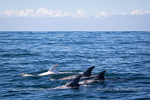 Risso's Dolphins Casper and friends photo by Daniel Bianchetta