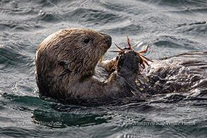 Sea Otter with Crab photo by Daniel Bianchetta