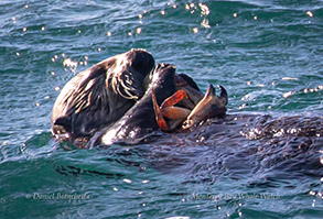 Southern Sea Otter eating a crab, photo by Daniel Bianchetta