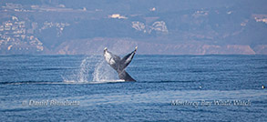 Tail throwing Humpback Whale photo by Daniel Bianchetta