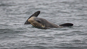 Baby Risso's Dolphin photo by Daniel Bianchetta