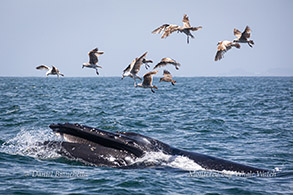 Humpback Whale feeding photo by Daniel Bianchetta