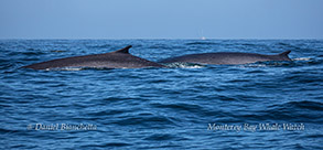 Fin Whales photo by Daniel Bianchetta