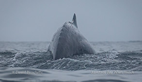 Humpback Whale arching back photo by Daniel Bianchetta