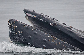 Humpback Whale baleen photo by Daniel Bianchetta