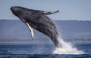 Humpback Whale breaching photo by Daniel Bianchetta