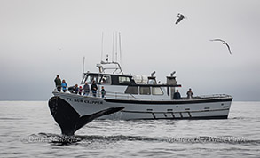 Humpback Whale diving near Pt Sur Clipper photo by Daniel Bianchetta