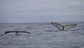 Humpback Whale flukes photo by Daniel Bianchetta