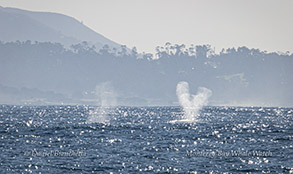 Humpback Whale heart-shaped blow photo by Daniel Bianchetta