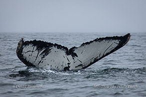 Humpback Whale ID photo by Daniel Bianchetta