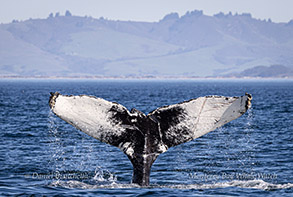 Humpback Whale tail photo by Daniel Bianchetta