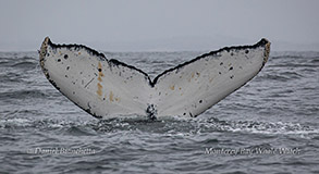 Humpback Whale tail ID photo by Daniel Bianchetta