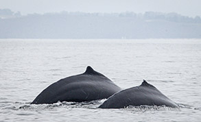 Humpback Whales photo by Daniel Bianchetta