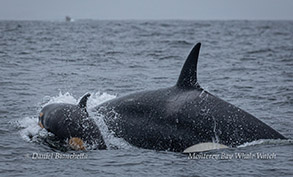 Killer Whale and calf photo by Daniel Bianchetta