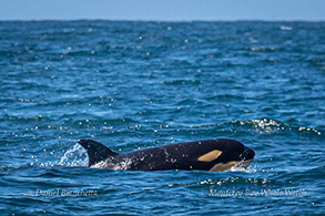 Killer Whale calf photo by Daniel Bianchetta