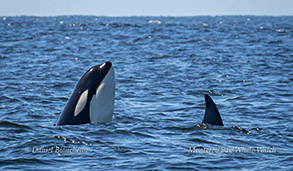 Orca spyhopping photo by Daniel Bianchetta